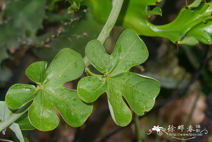 毒腺蔓Adenia venenata