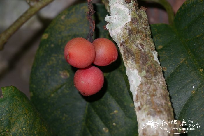 大果五味子Schisandra macrocarpa