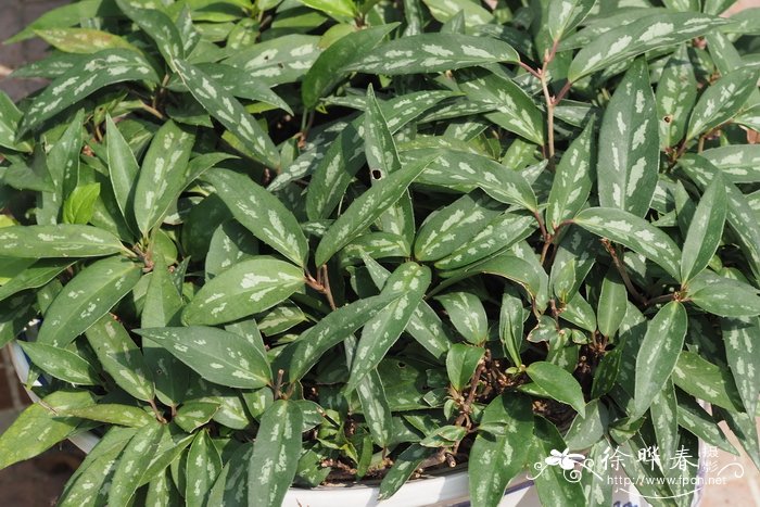 铁箍散Schisandra propinqua subsp. sinensis