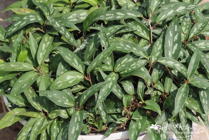 铁箍散schisandrapropinquasubspsinensis