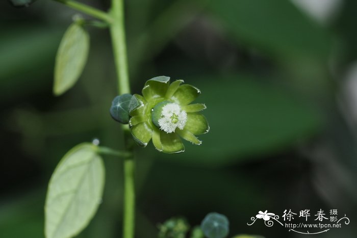 网脉蒴莲Adenia reticulata