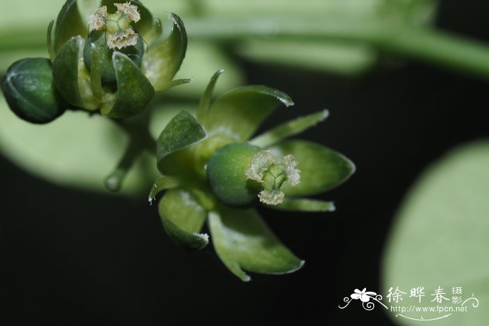 网脉蒴莲Adenia reticulata