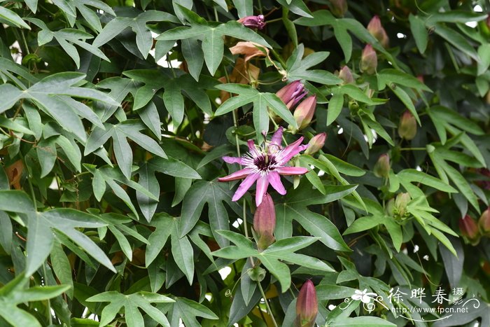 淡紫西番莲Passiflora × violacea