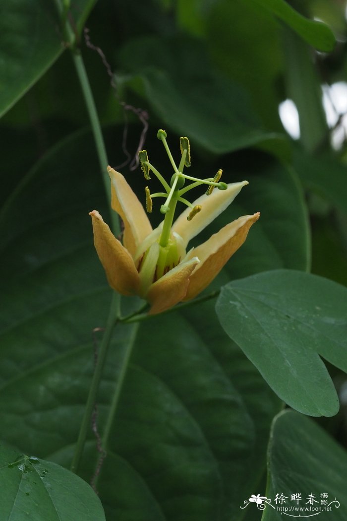 橙黄西番莲Passiflora aurantia