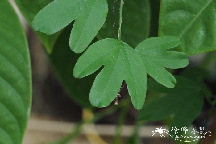 橙黄西番莲Passiflora aurantia