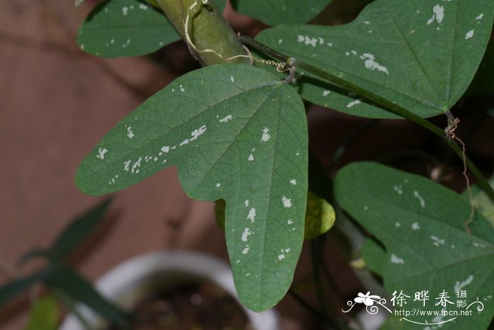 双花西番莲 Passiflora biflora