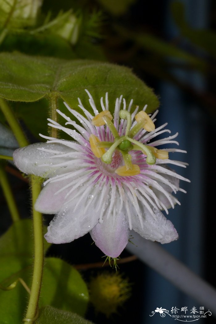 龙珠果Passiflora foetida
