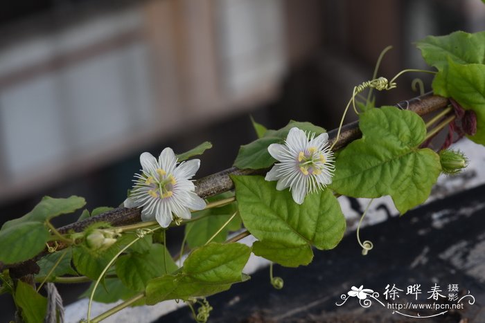 龙珠果Passiflora foetida