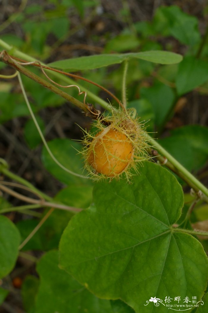 龙珠果Passiflora foetida