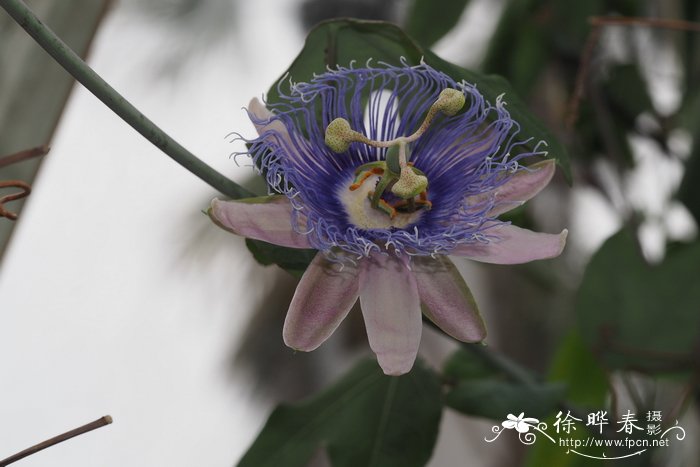 加克西番莲Passiflora garckei