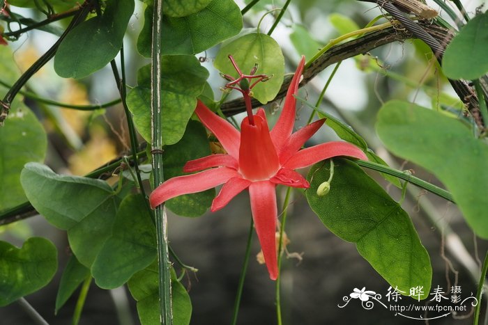 处女岛西番莲Passiflora murucuja