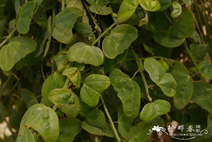 处女岛西番莲Passiflora murucuja