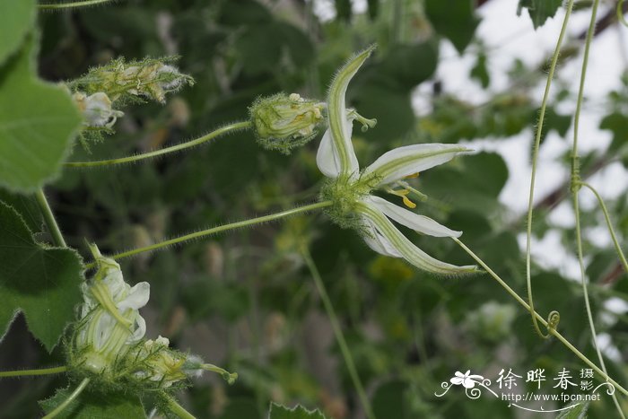 帕尔默西番莲Passiflora palmeri