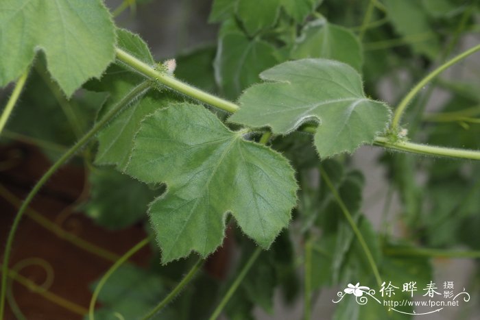 帕尔默西番莲Passiflora palmeri