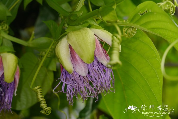 大果西番莲Passiflora quadrangularis
