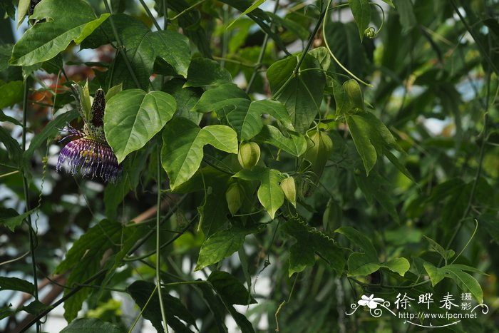 细齿西番莲Passiflora serrulata