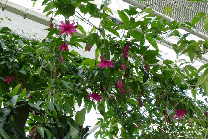 香蕉百香果Passiflora tarminiana