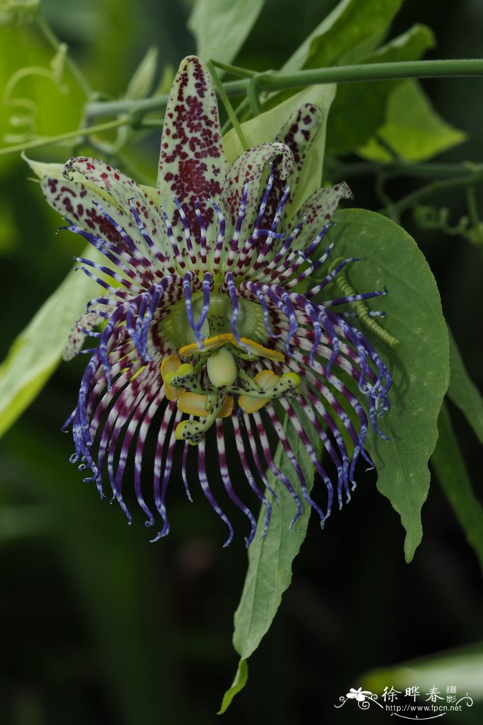 细齿西番莲Passiflora serrulata