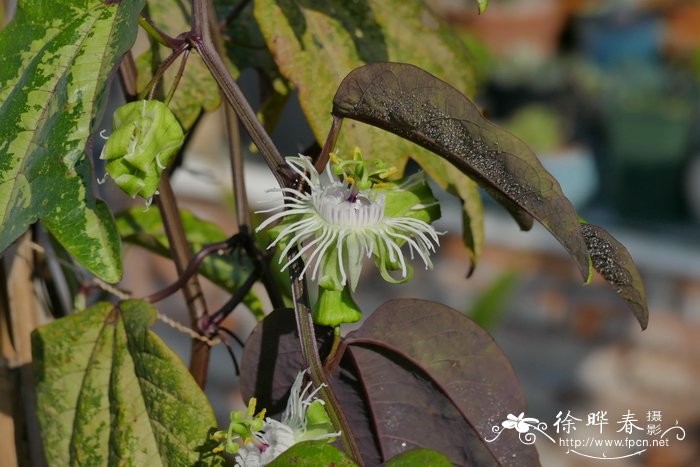 鸭掌西番莲Passiflora trifasciata