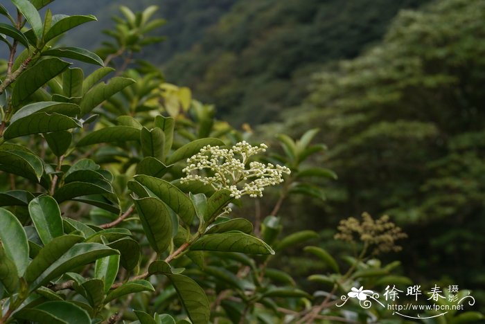 冠盖藤Pileostegia viburnoides