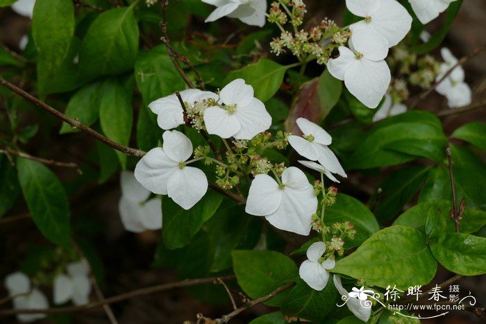 攀援绣球Hydrangea scandens