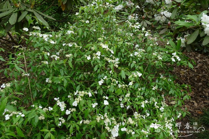 攀援绣球Hydrangea scandens