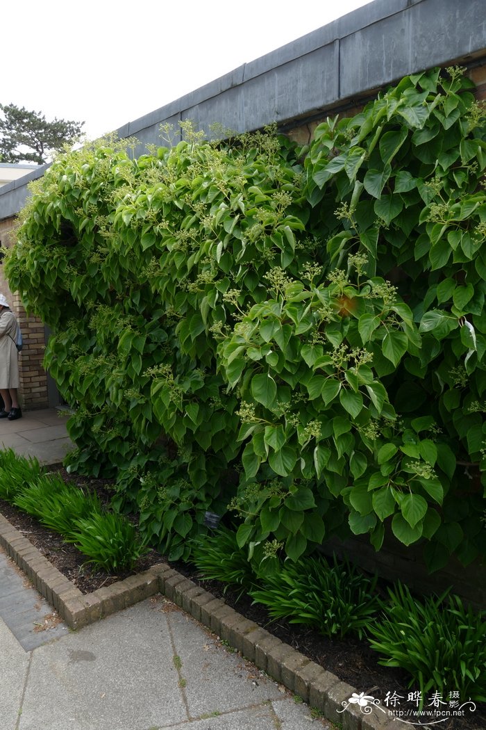 绣球钻地风Schizophragma hydrangeoides