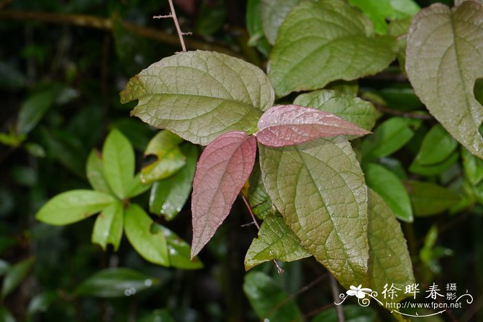 岭南来江藤Brandisia swinglei