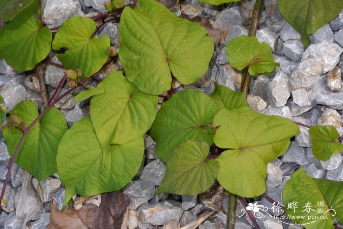 大萼山土瓜Ipomoea wangii