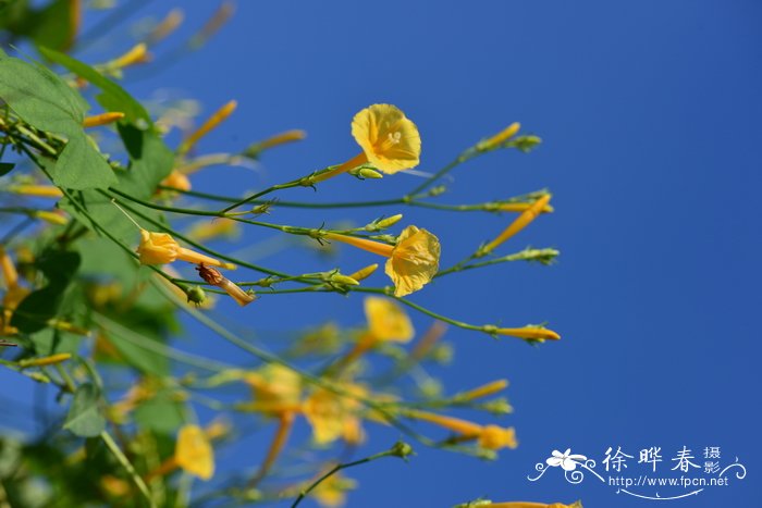 黄花心叶茑萝 Ipomoea hederifolia 'Lutea’