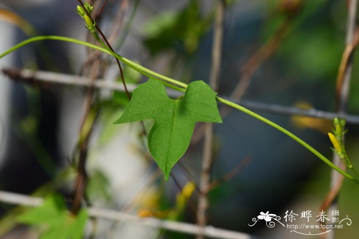 黄花心叶茑萝 Ipomoea hederifolia 'Lutea’