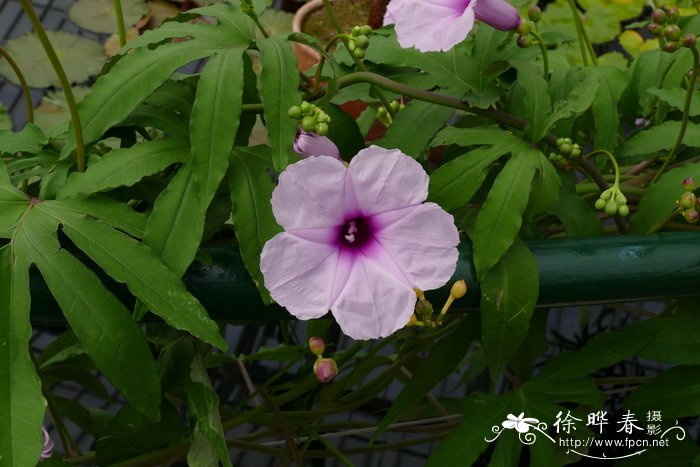 七爪金龙Ipomoea mauritiana