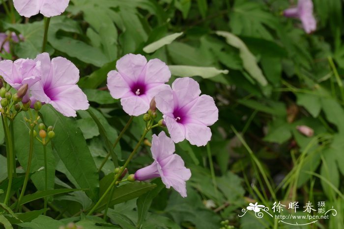 七爪金龙Ipomoea mauritiana