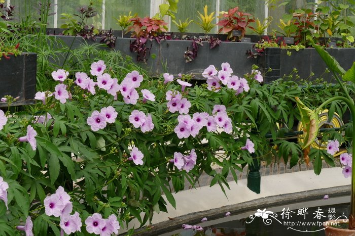 七爪金龙Ipomoea mauritiana