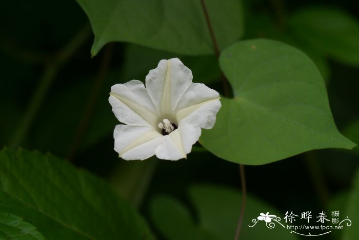 小心叶薯Ipomoea obscura