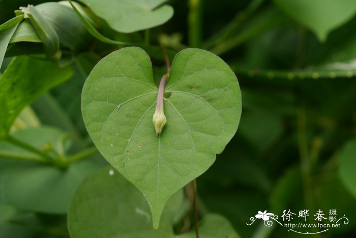 小心叶薯Ipomoea obscura