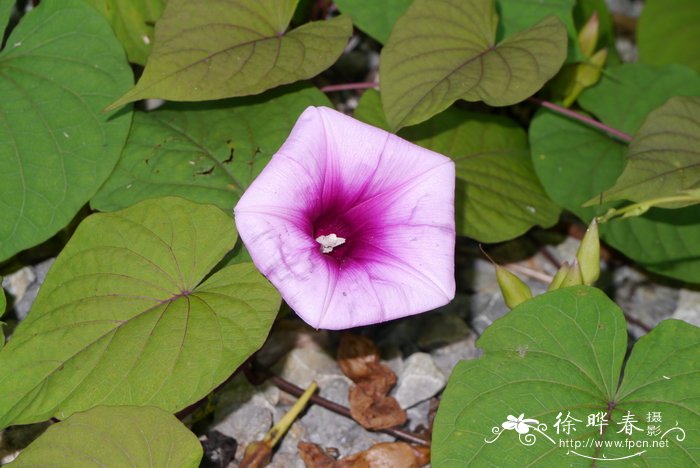 大萼山土瓜Ipomoea wangii
