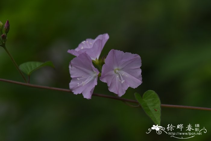 小牵牛Jacquemontia paniculata