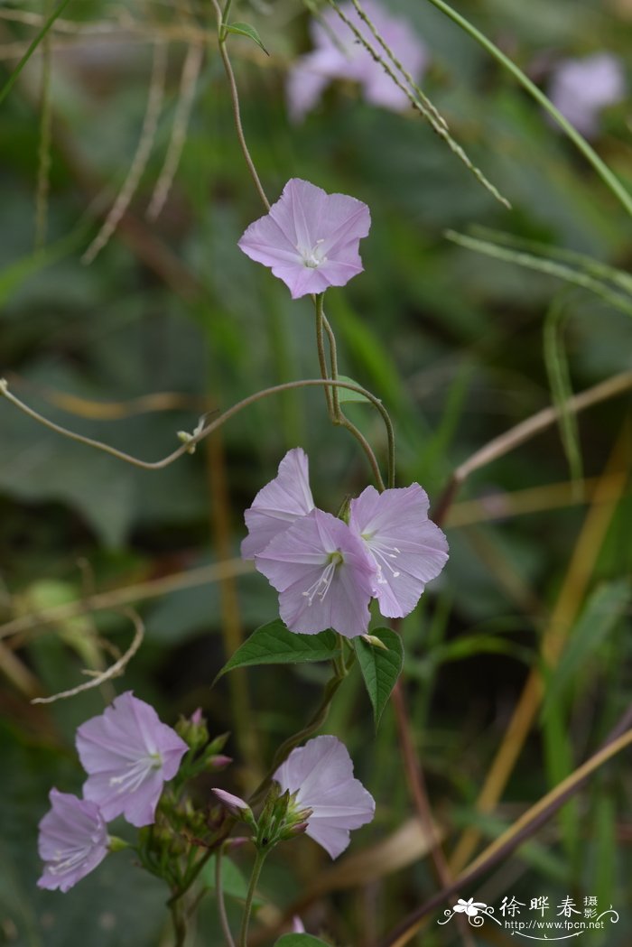 小牵牛Jacquemontia paniculata