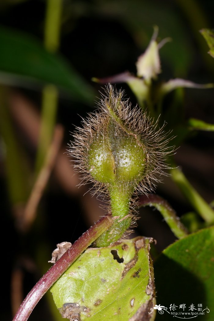 头花银背藤Argyreia capitiformis