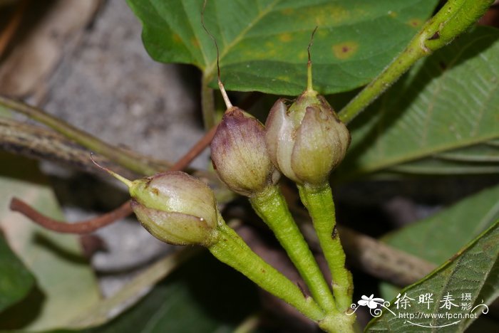 山猪菜Merremia umbellata subsp. orientalis