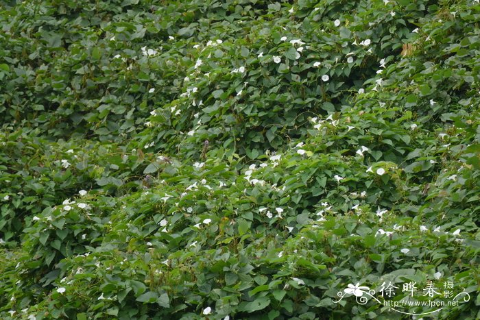 山猪菜Merremia umbellata subsp. orientalis