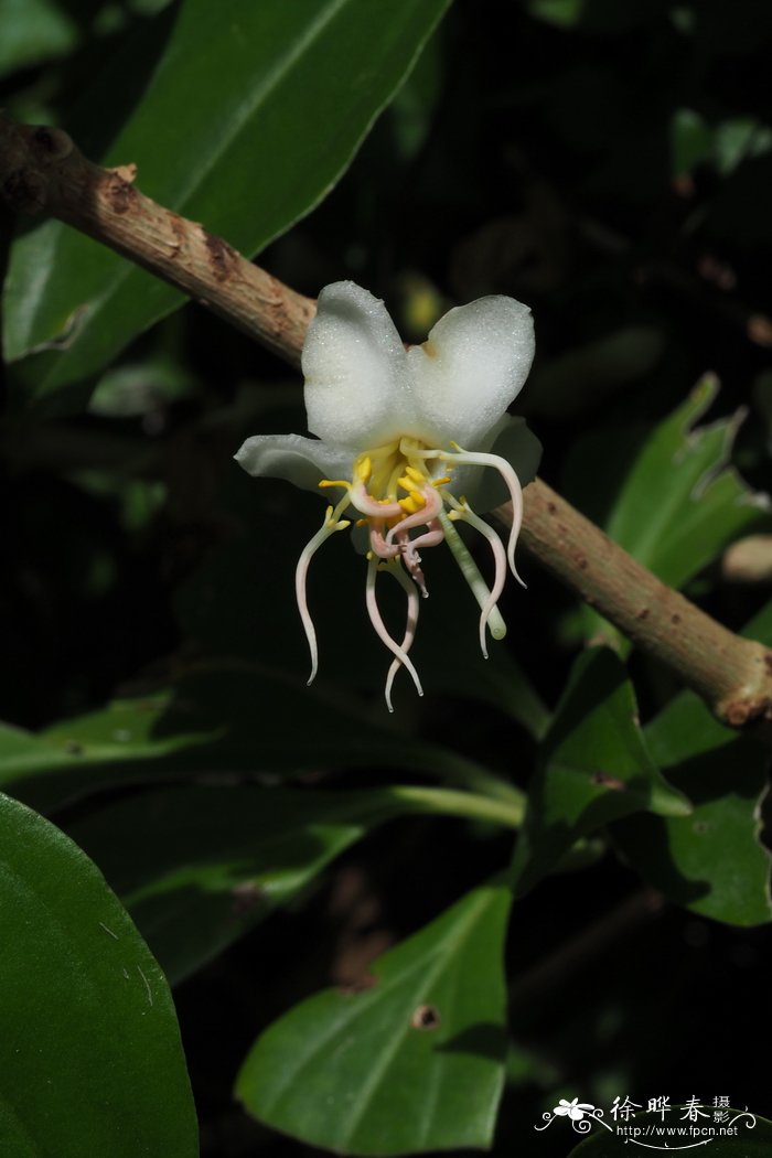 附生美丁花 Medinilla arboricola