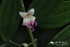 北酸脚杆Medinilla septentrionalis