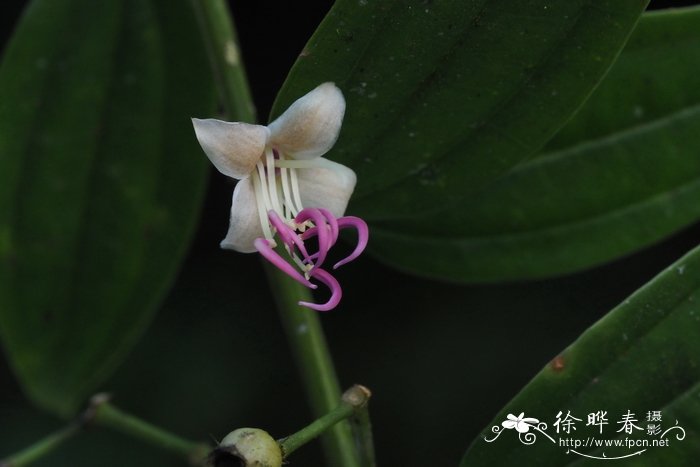 北酸脚杆Medinilla septentrionalis