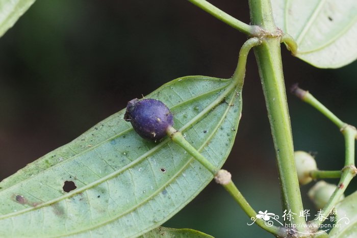 北酸脚杆Medinilla septentrionalis