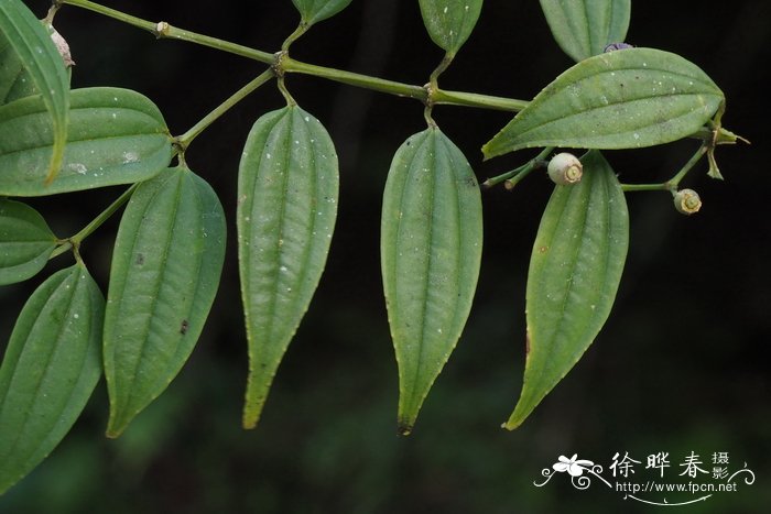 北酸脚杆Medinilla septentrionalis