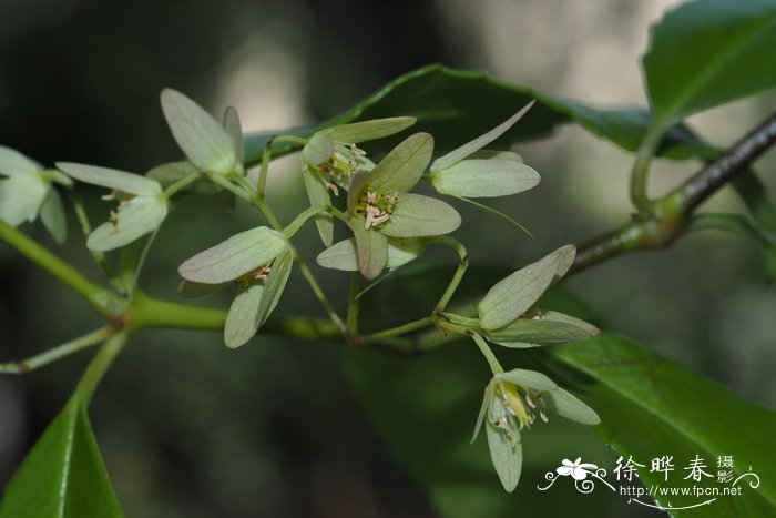 隐瓣藤Aphanopetalum resinosum