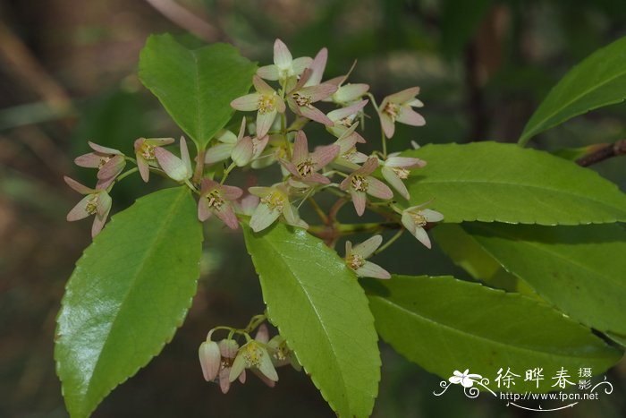 隐瓣藤Aphanopetalum resinosum