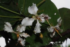 锈荚藤Bauhinia erythropoda
